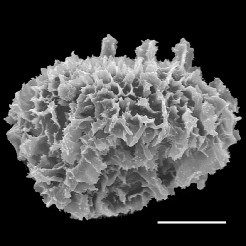 Lomariopsidaceae Bolbitis major
