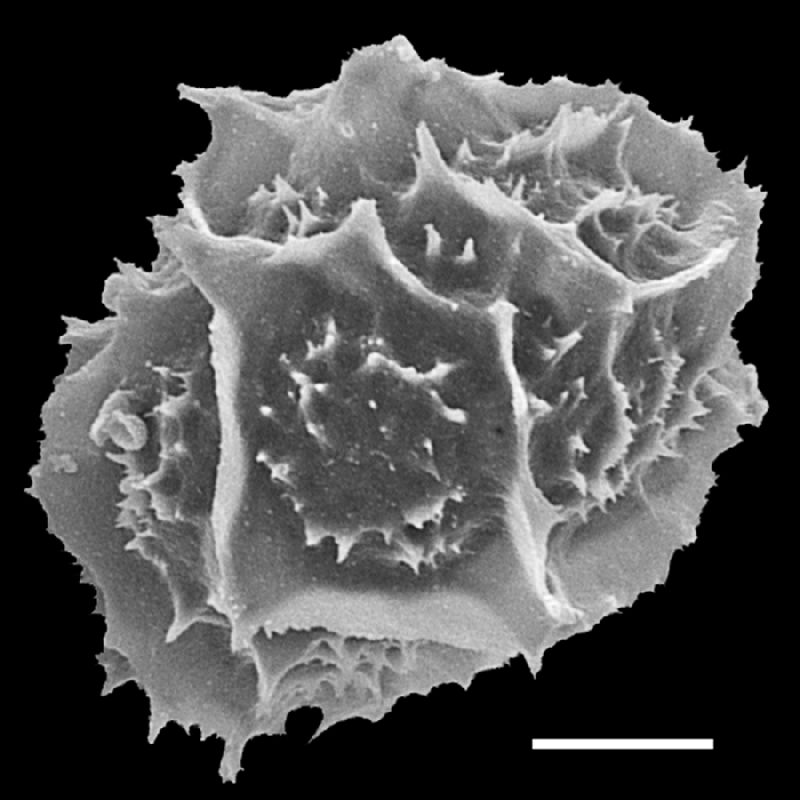 Tectariaceae Tectaria subpedata