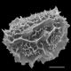 image of Tectaria subpedata