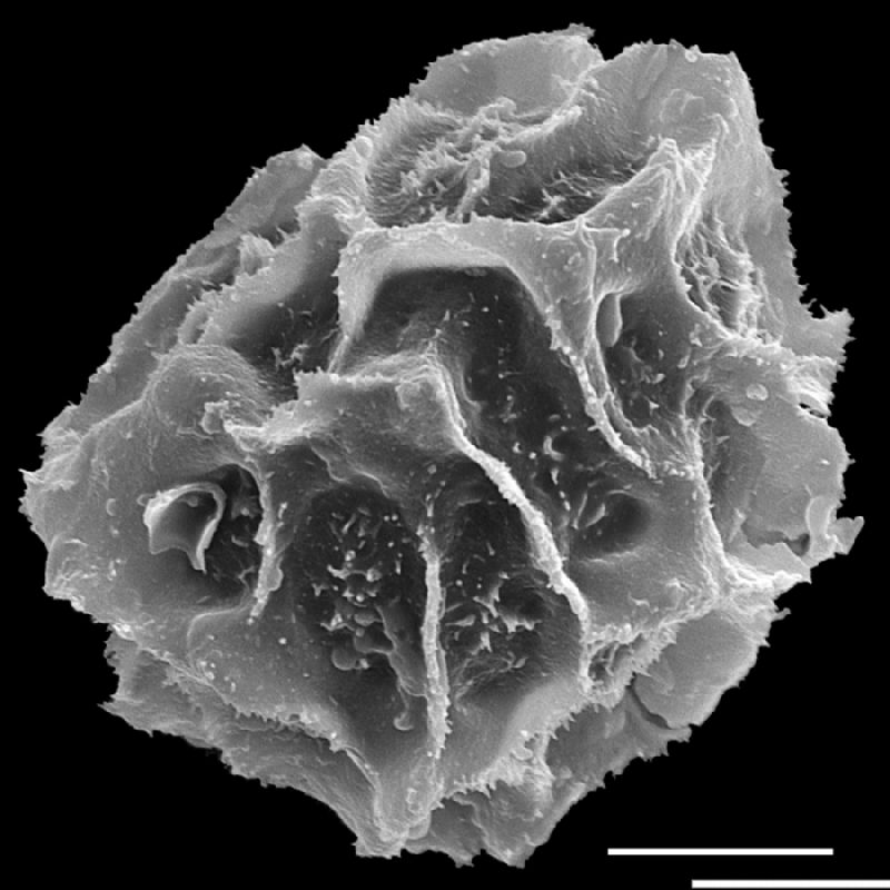Tectariaceae Tectaria variolosa
