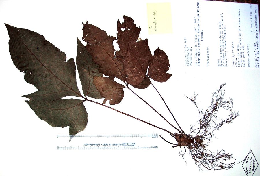 Tectariaceae Tectaria microsora