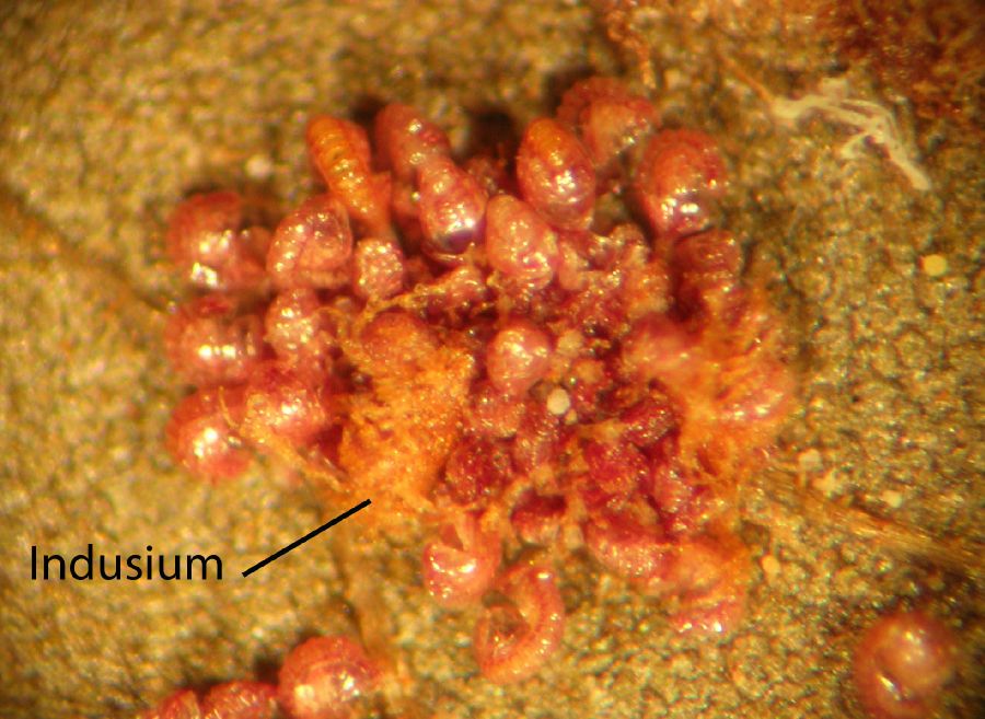 Tectariaceae Tectaria microsora