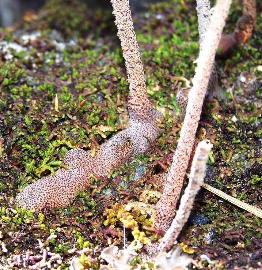 Polypodiaceae Pleopeltis sanctae-rosae