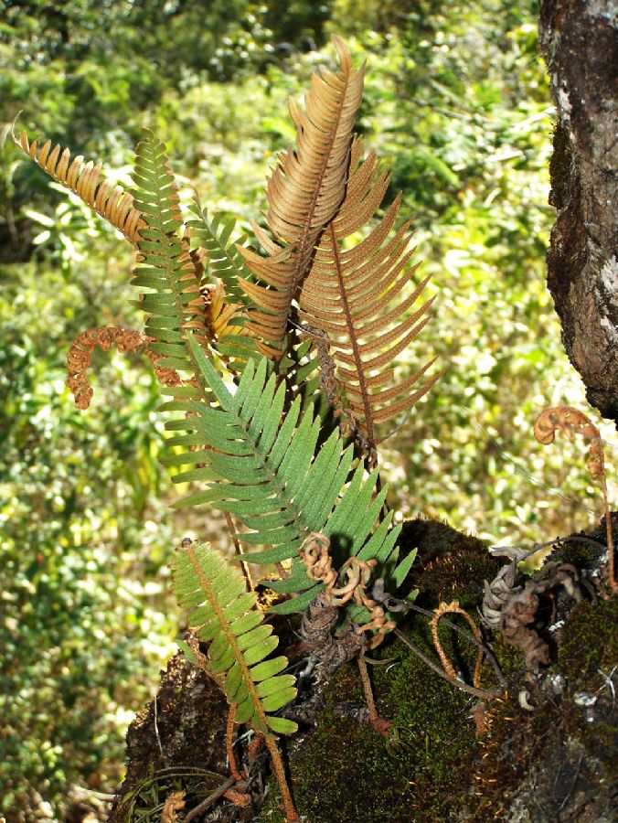 Polypodiaceae Pleopeltis sanctae-rosae