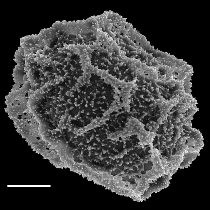  Arthrobotrya wilkesiana