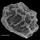 image of Arthrobotrya wilkesiana