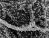 image of Arthrobotrya wilkesiana