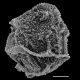 image of Arthrobotrya wilkesiana