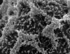 image of Arthrobotrya wilkesiana