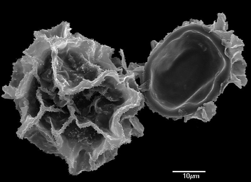 Lomariopsidaceae Mickelia pergamentacea