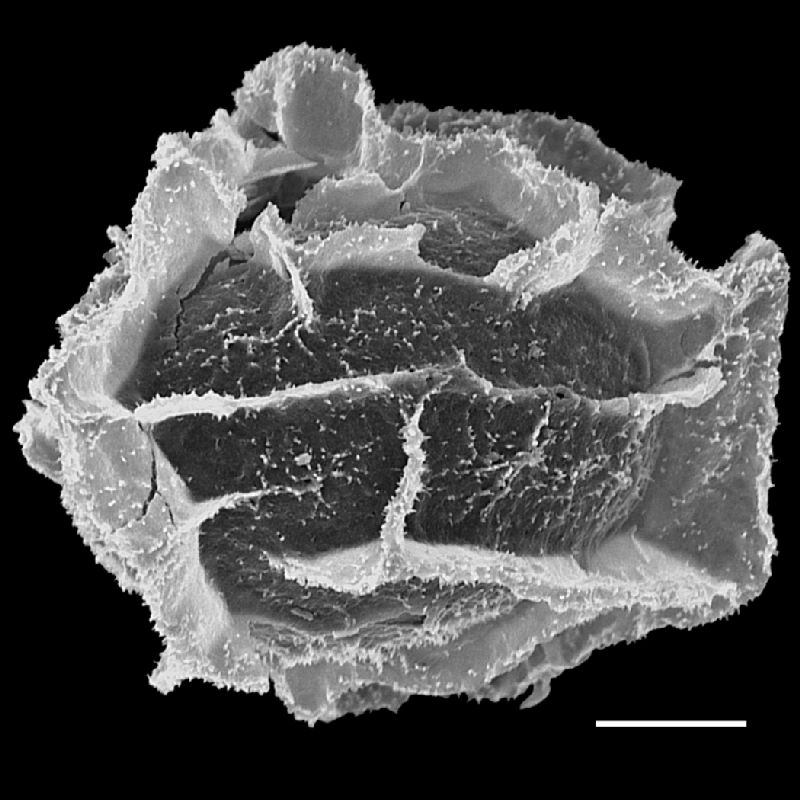 Lomariopsidaceae Bolbitis semipinnatifida