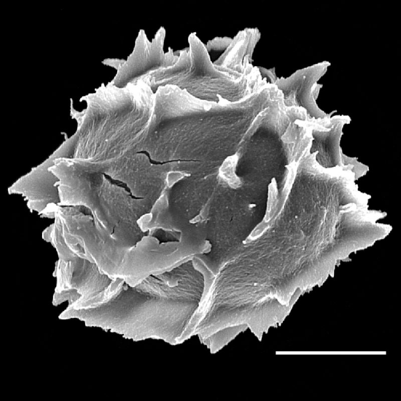 Tectariaceae Tectaria devexa