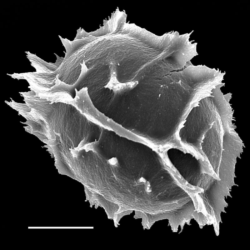 Tectariaceae Tectaria devexa