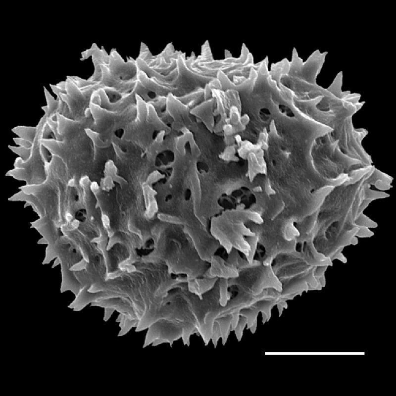 Tectariaceae Tectaria gemmifera