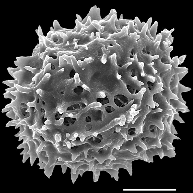 Tectariaceae Tectaria gemmifera