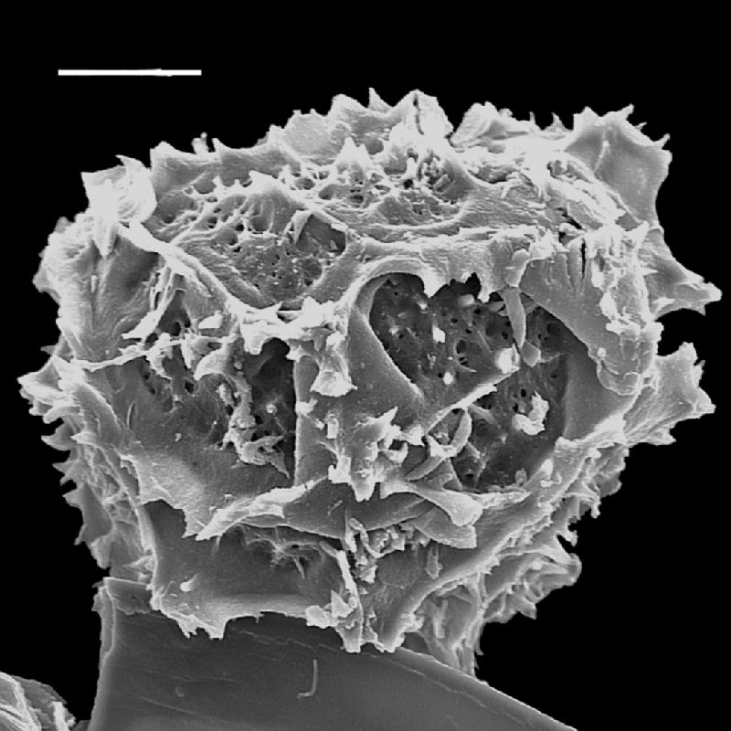 Tectariaceae Tectaria simulans