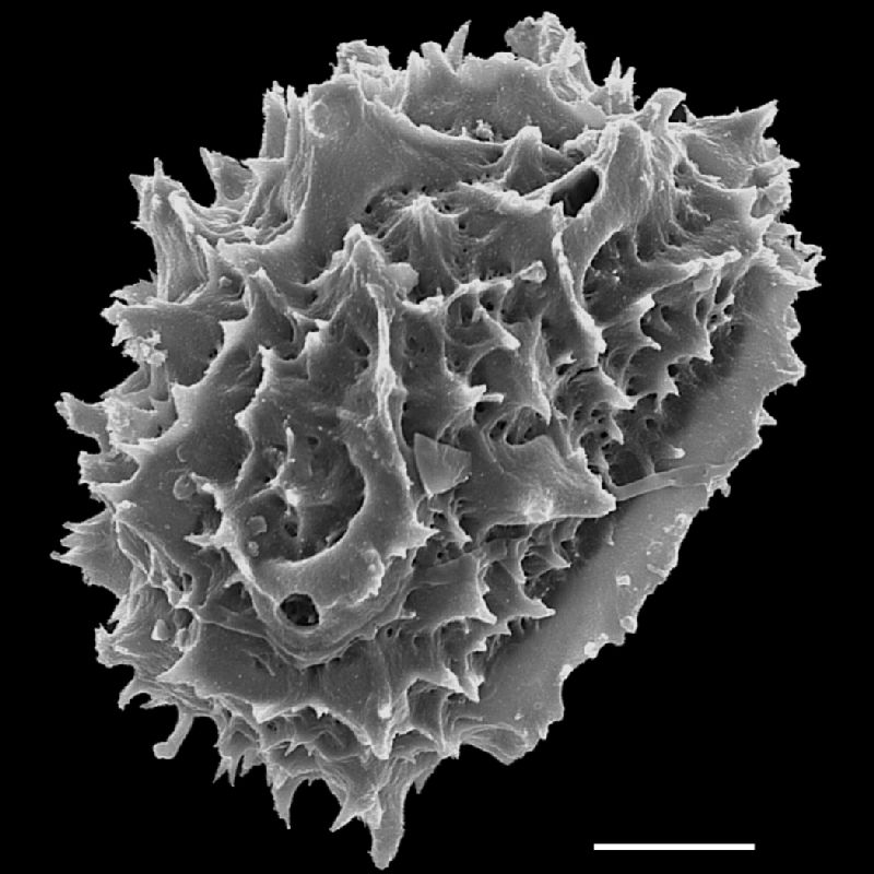 Tectariaceae Tectaria simulans