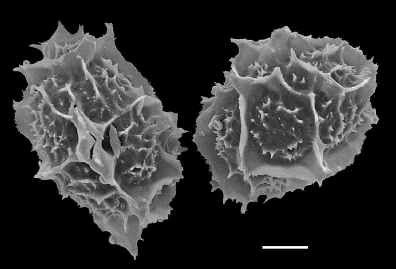 Tectariaceae Tectaria subpedata