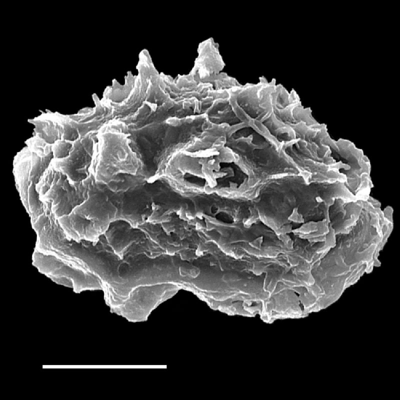 Tectariaceae Tectaria variabilis