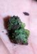 image of Hymenasplenium riparium