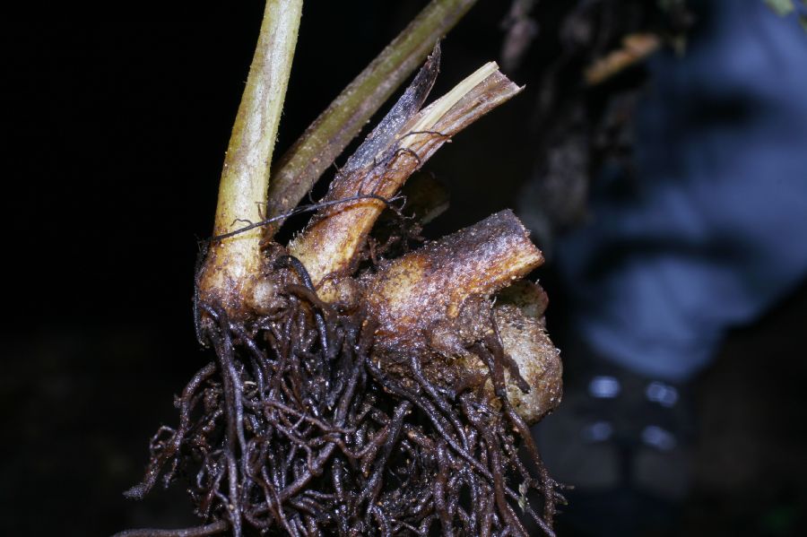 Lonchitidaceae Lonchitis hirsuta