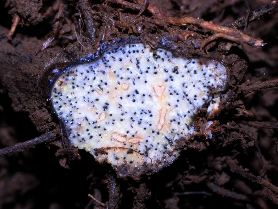Dryopteridaceae Olfersia cervina
