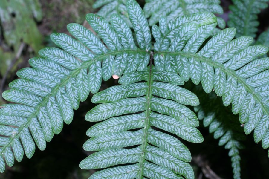 Pteridaceae Pteris quadriaurita