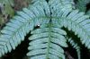 image of Pteris quadriaurita