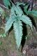image of Pteris quadriaurita