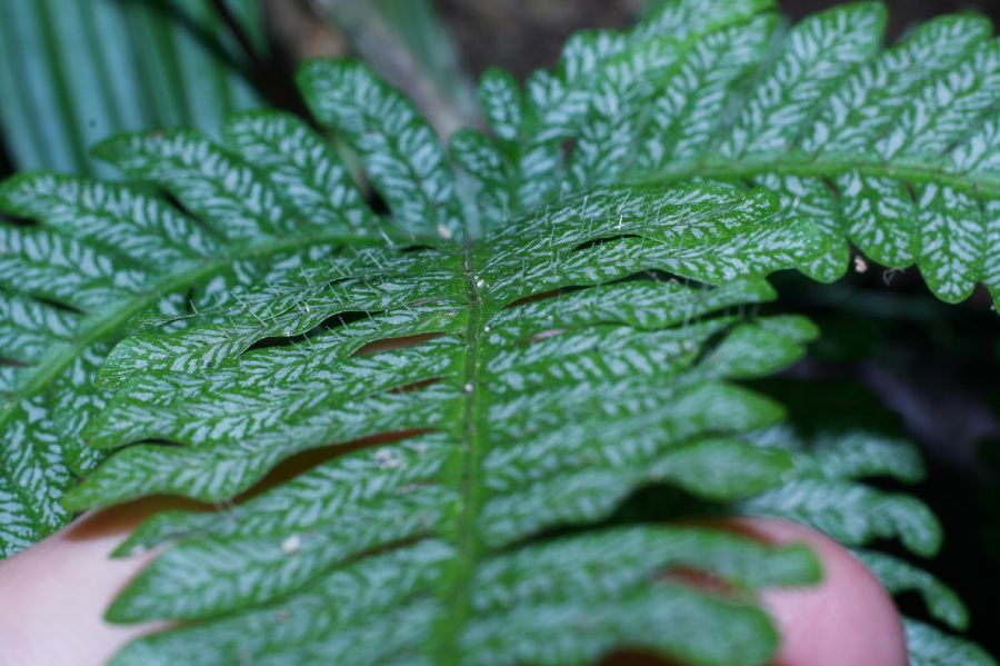 Pteridaceae Pteris quadriaurita