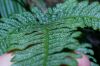 image of Pteris quadriaurita