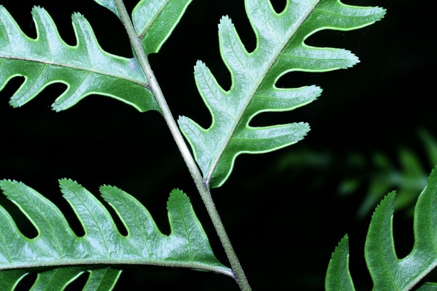 Pteridaceae Pteris altissima