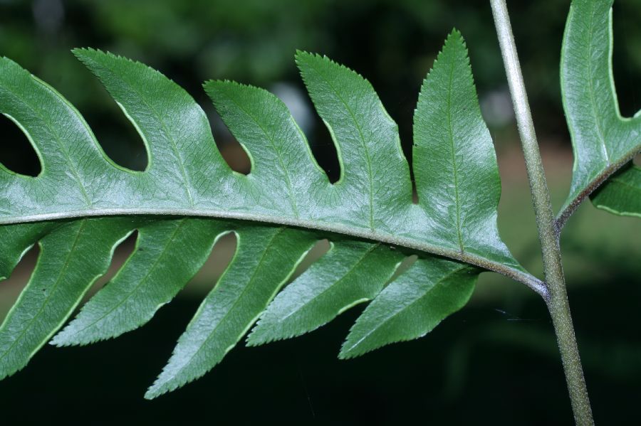 Pteridaceae Pteris altissima