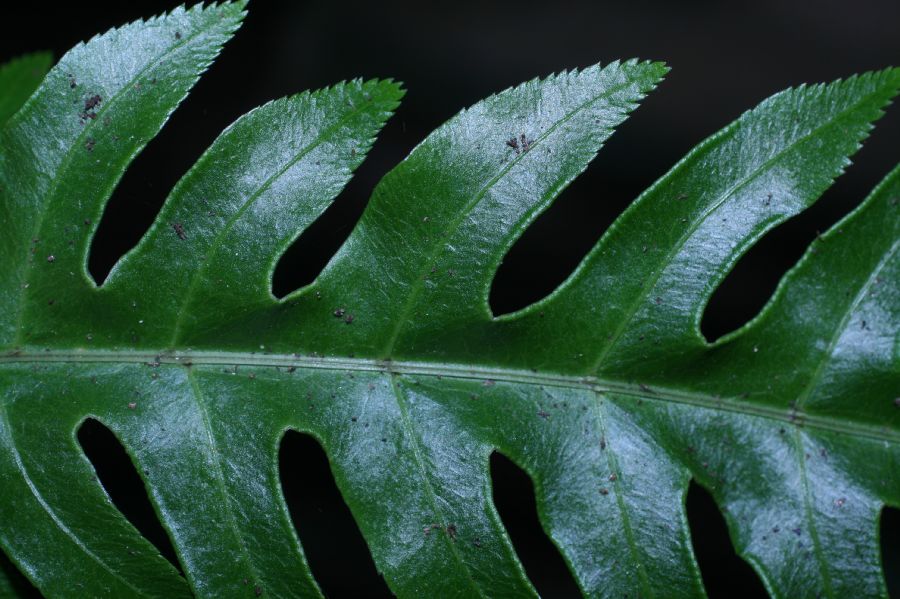Pteridaceae Pteris altissima