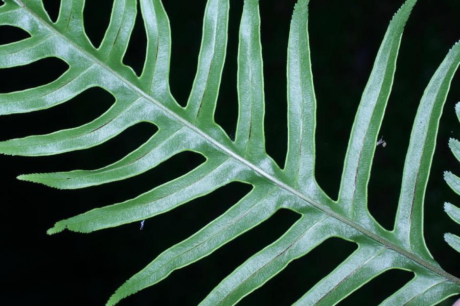 Pteridaceae Pteris altissima