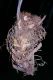 image of Saccoloma elegans