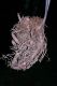 image of Saccoloma elegans