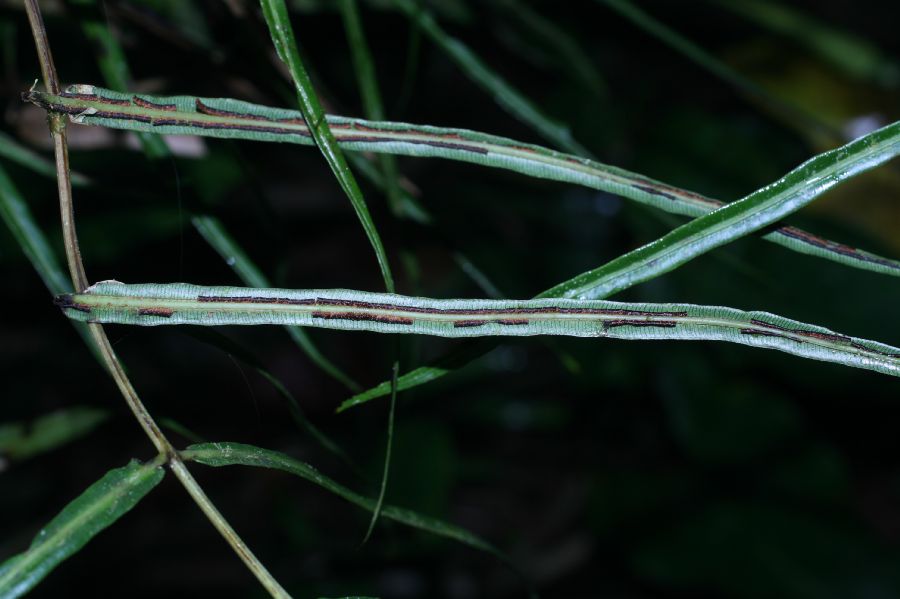 Blechnaceae Salpichlaena papyrus