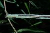 image of Salpichlaena papyrus