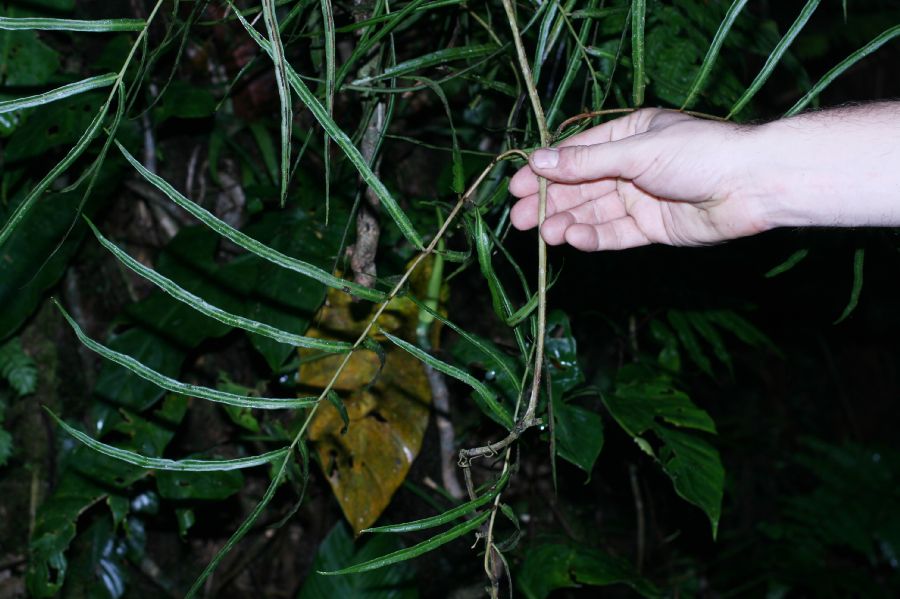 Blechnaceae Salpichlaena papyrus
