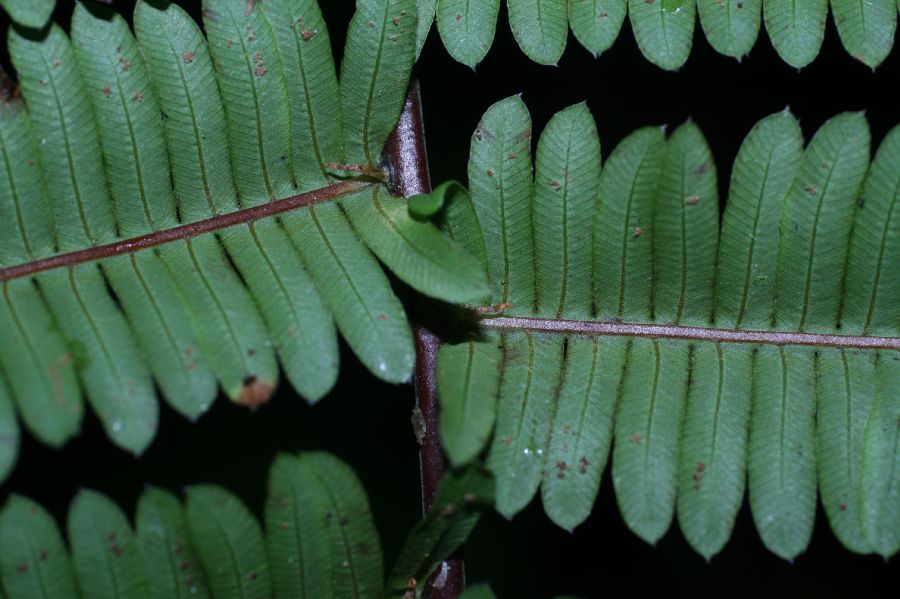Thelypteridaceae Steiropteris decussata