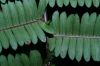 image of Steiropteris decussata