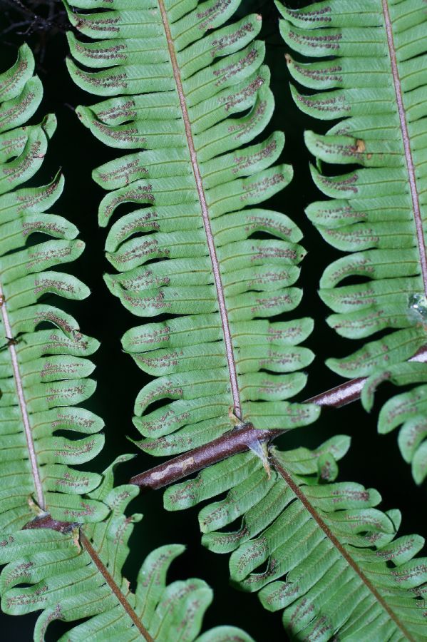 Thelypteridaceae Steiropteris decussata