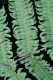 image of Steiropteris decussata