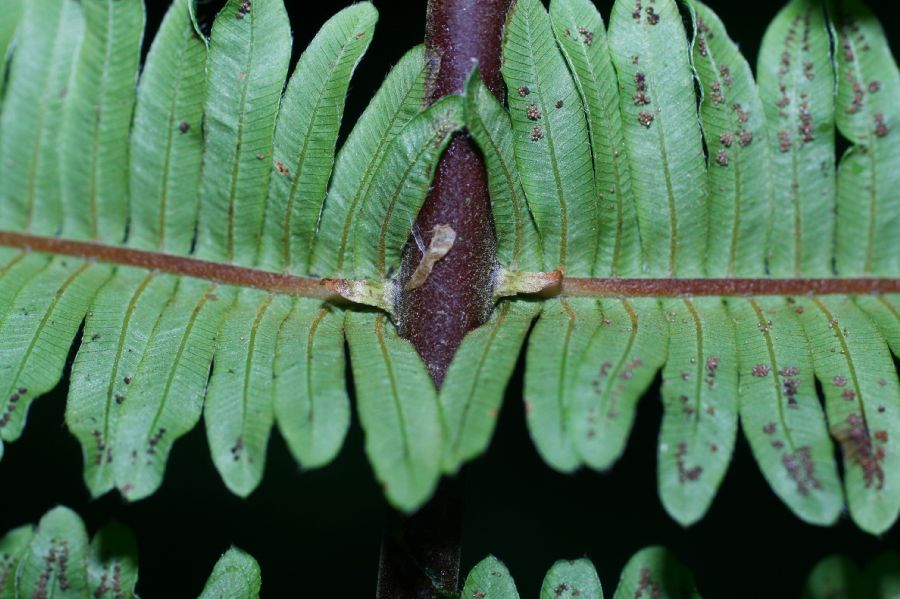 Thelypteridaceae Steiropteris decussata