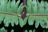 image of Steiropteris decussata