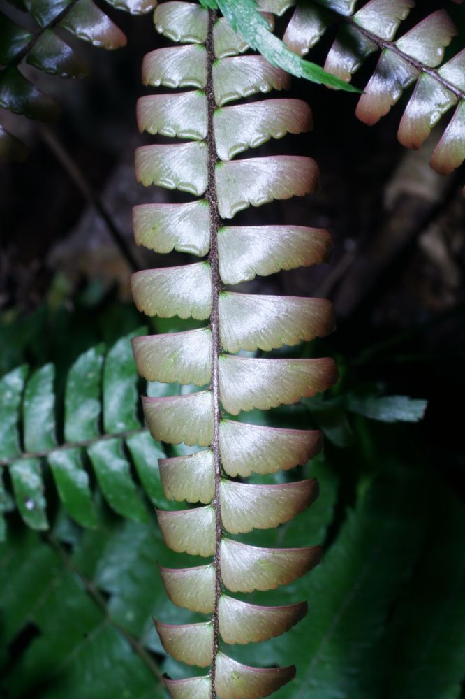 Pteridaceae Adiantum tetraphyllum
