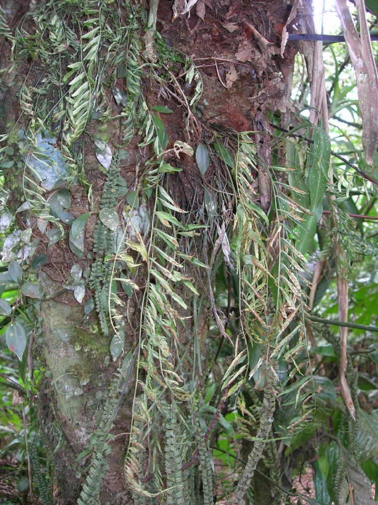 Aspleniaceae Asplenium auritum