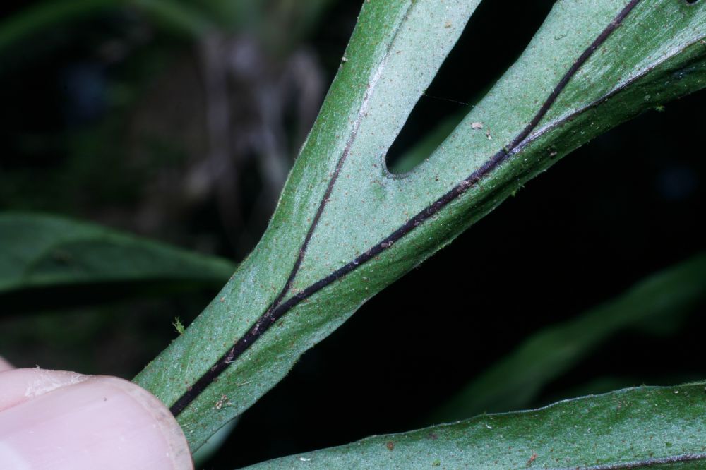 Polypodiaceae Pleopeltis christensenii