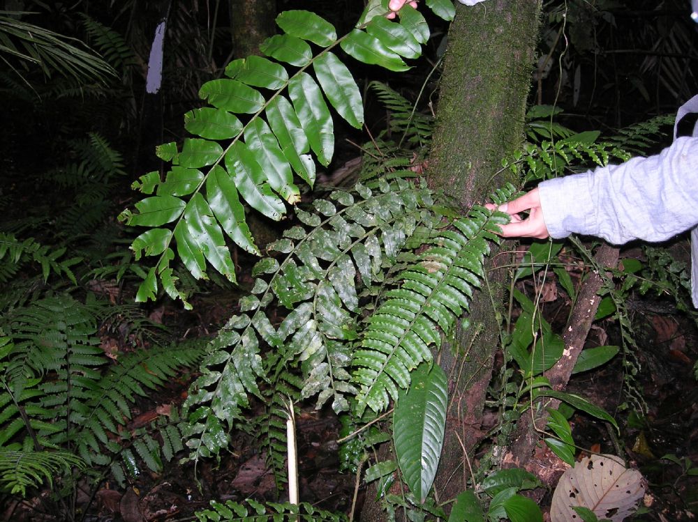 Lomariopsidaceae Lomariopsis farrarrii